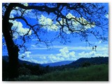 treeojai